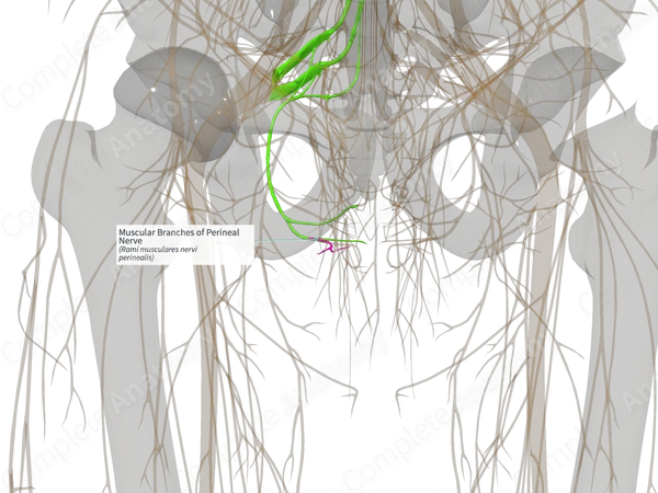Muscular Branches of Perineal Nerve (Left)