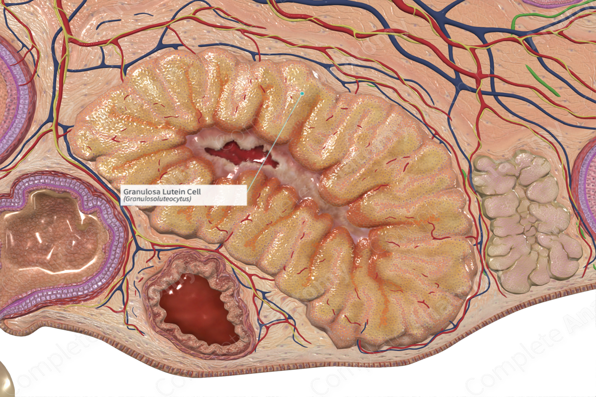 Granulosa Lutein Cell Complete Anatomy