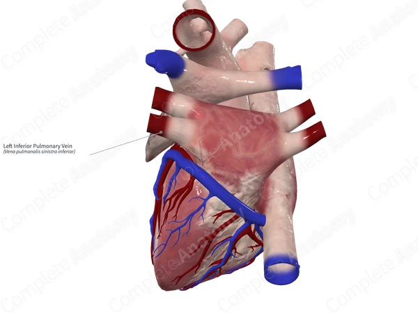 Left Inferior Pulmonary Vein