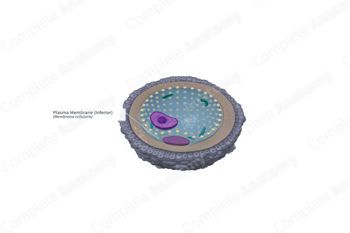 Plasma Membrane (Inferior)