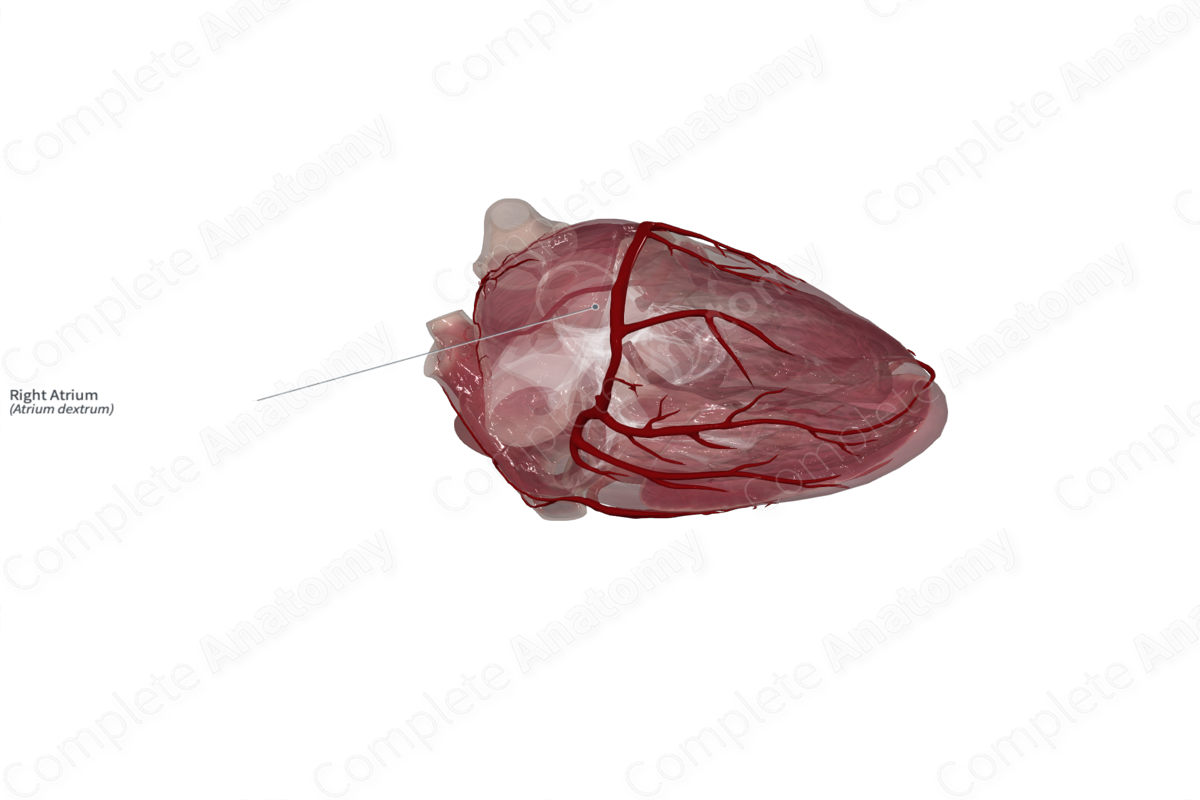 Right Atrium