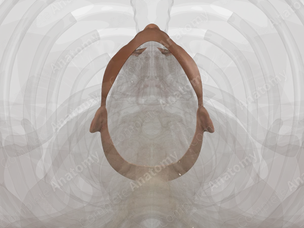 Skin (Head)