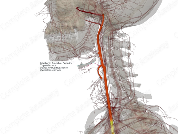 Infrahyoid Branch of Superior Thyroid Artery (Right)