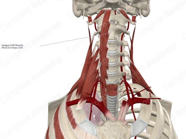 Longus Colli Muscle