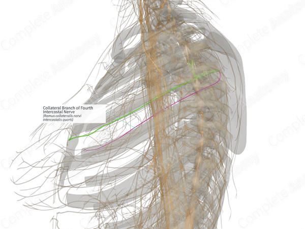 Collateral Branch of Fourth Intercostal Nerve (Left)