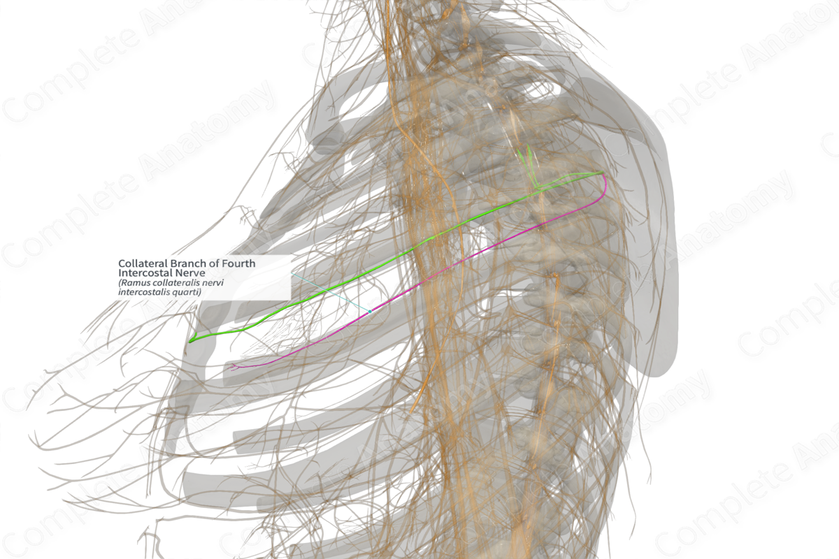 Collateral Branch of Fourth Intercostal Nerve (Left)