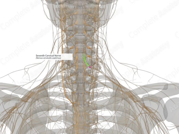 Seventh Cervical Nerve (Left)