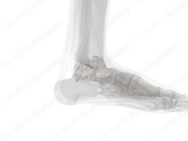 Ankle Joint (Left)