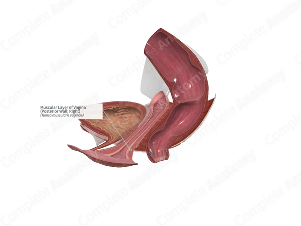 Muscular Layer of Vagina (Posterior Wall; Right)