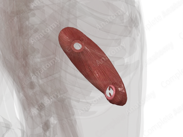 Muscular Layer of Stomach