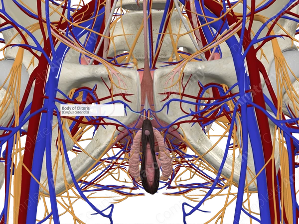 Body of Clitoris