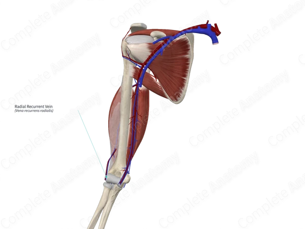 Radial Recurrent Vein