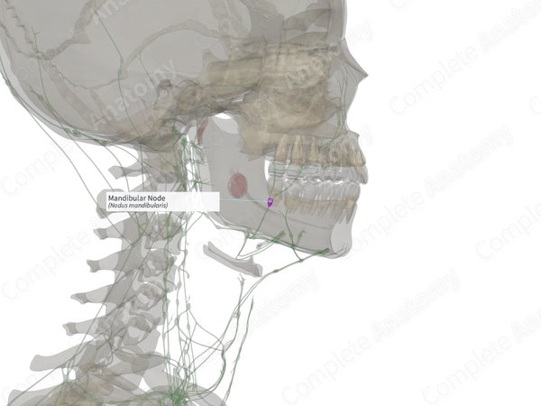 Mandibular Node (Left)