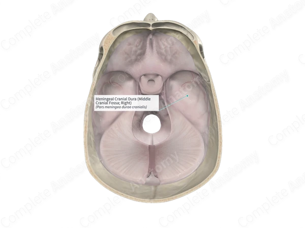 Meningeal Cranial Dura (Middle Cranial Fossa; Right)