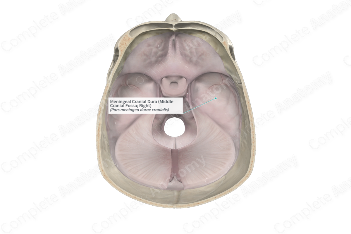 Meningeal Cranial Dura (Middle Cranial Fossa; Right)