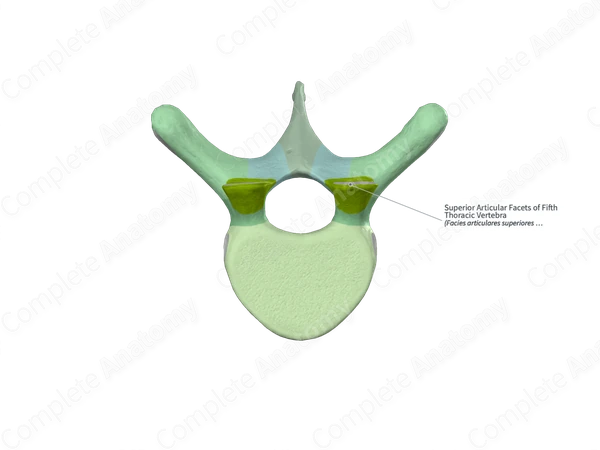 Superior Articular Facets of Fifth Thoracic Vertebra