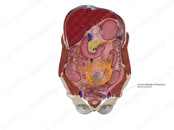 Urinary Bladder (Posterior)