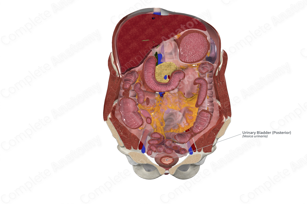 Urinary Bladder (Posterior)