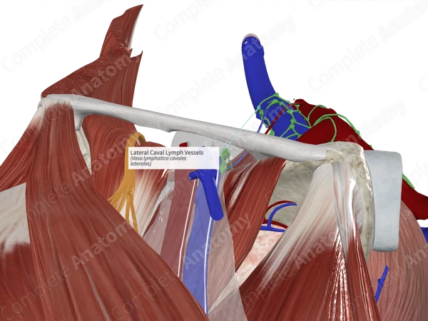 Lateral Caval Lymph Vessels