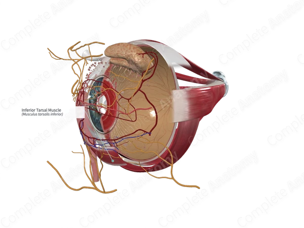 Inferior Tarsal Muscle