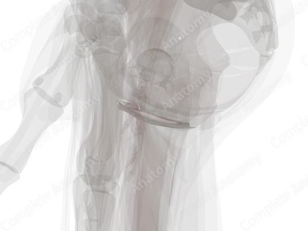 Perineal Fascia