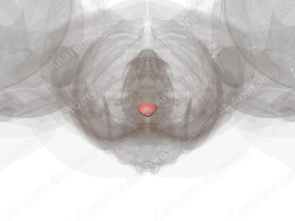 Cervix of Uterus