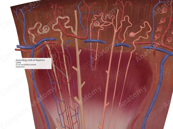 Ascending Limb of Nephron Loop | Complete Anatomy