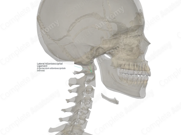 Lateral Atlantooccipital Ligament (Right)