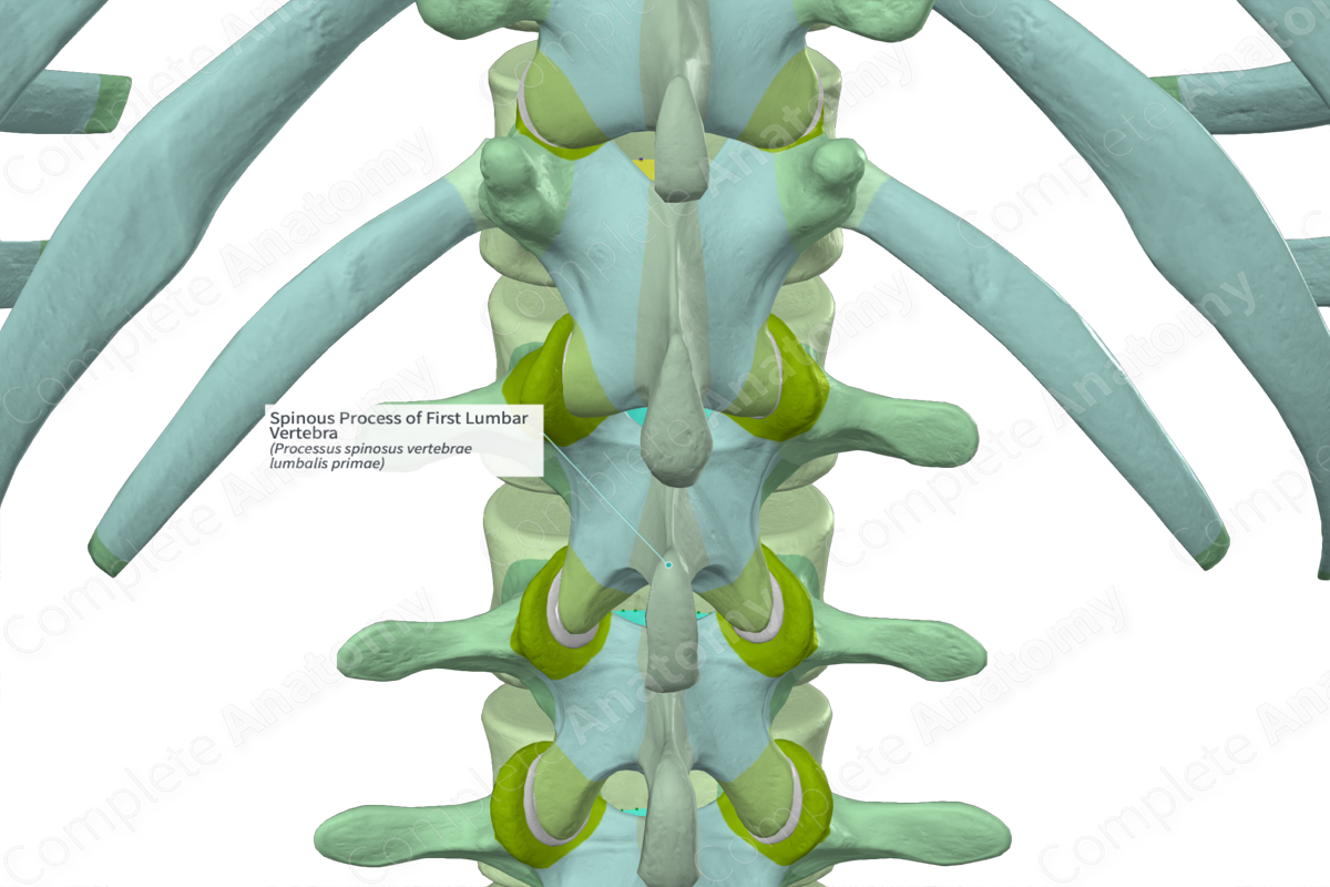 Spinous Process of First Lumbar Vertebra