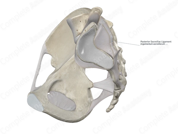 Posterior Sacroiliac Ligament