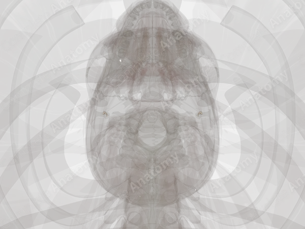 Auditory Ossicles