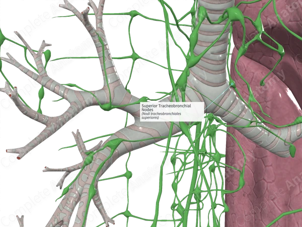 Superior Tracheobronchial Nodes