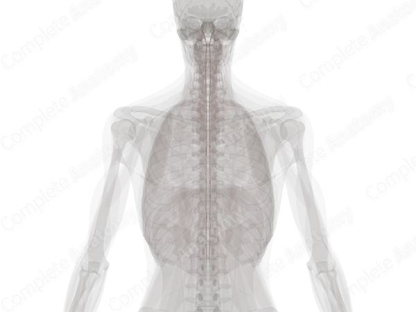 Posterior Spinal Arteries