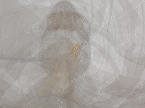 Anterior Rami of Cervical Nerves (Left)