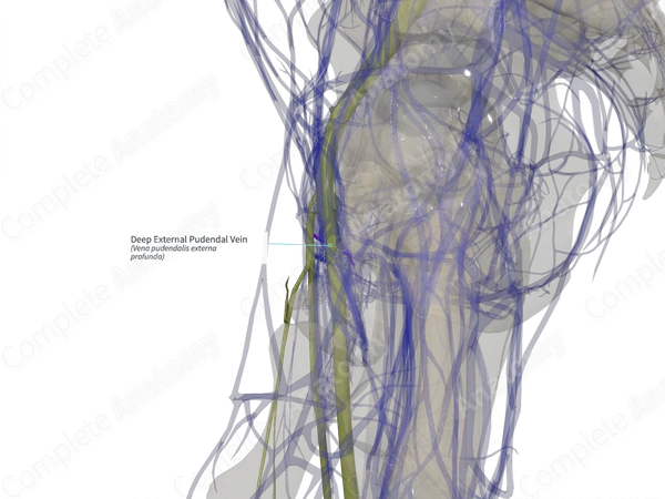 Deep External Pudendal Vein (Left)