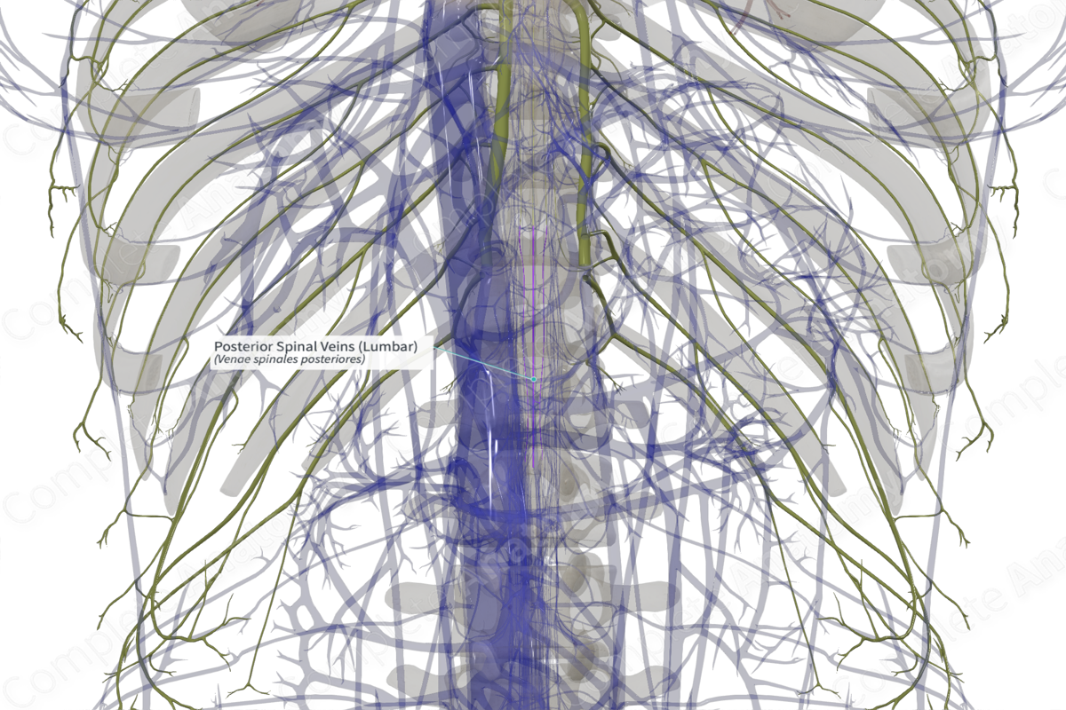 Posterior Spinal Veins (Lumbar)