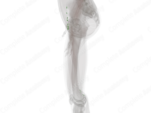 Lymph Nodes of Lower Limb (Left)