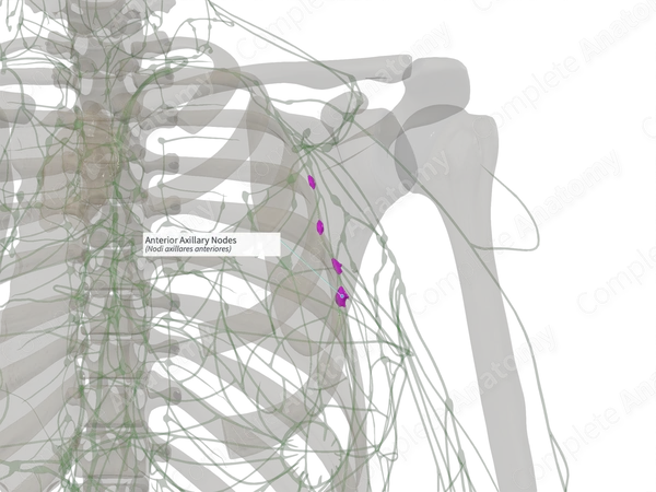 Anterior Axillary Nodes (Left)