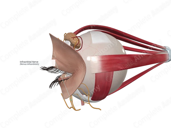 Infraorbital Nerve