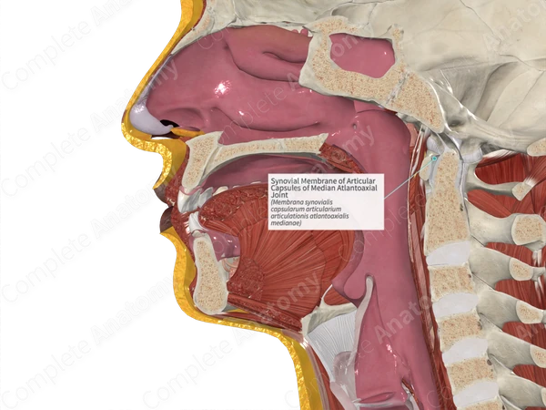 Synovial Membrane of Articular Capsules of Median Atlantoaxial Joint