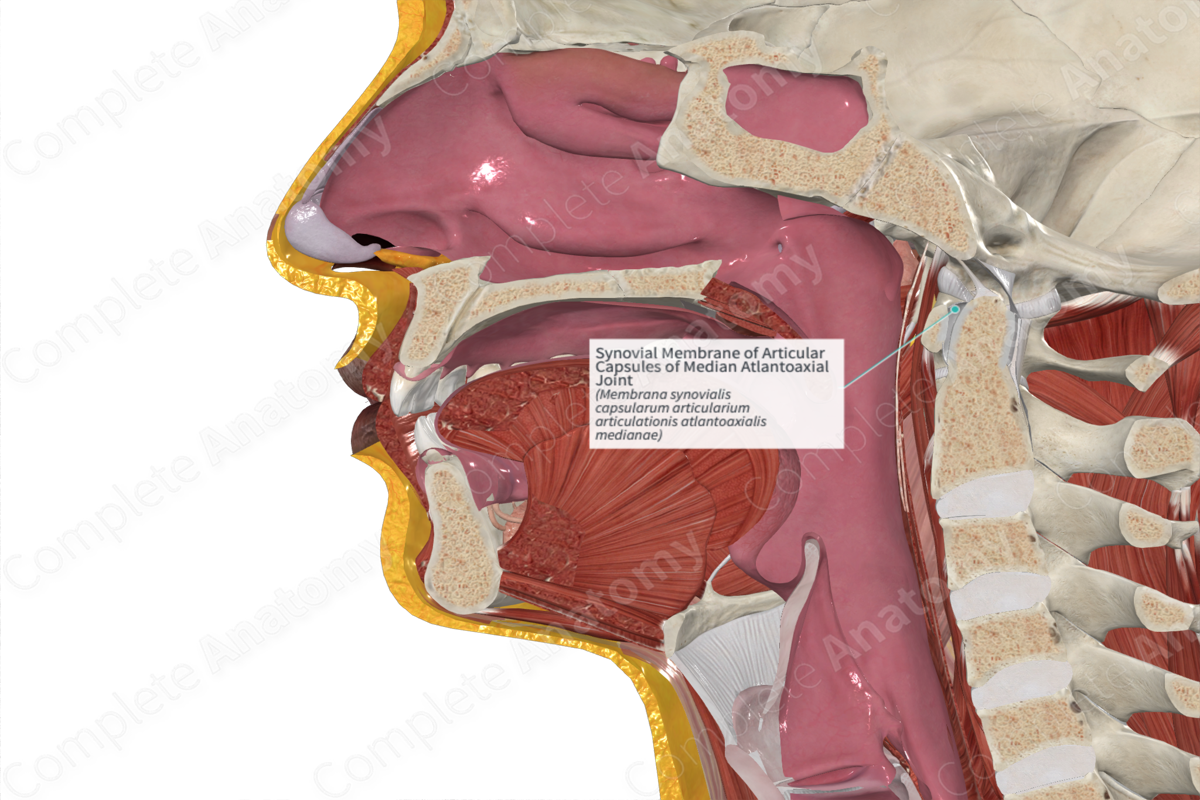 Synovial Membrane of Articular Capsules of Median Atlantoaxial Joint