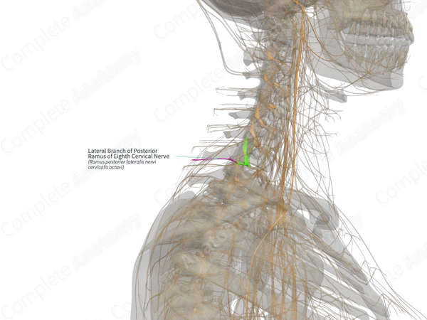 Lateral Branch of Posterior Ramus of Eighth Cervical Nerve (Left)