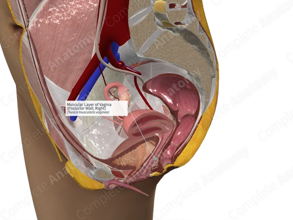 Muscular Layer of Vagina (Posterior Wall; Right)