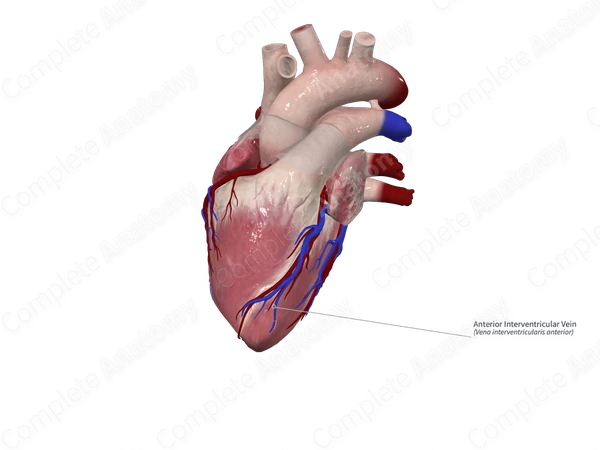 Anterior Interventricular Vein