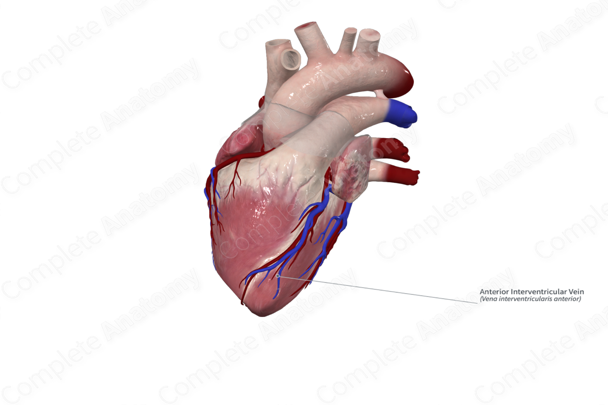 Anterior Interventricular Vein