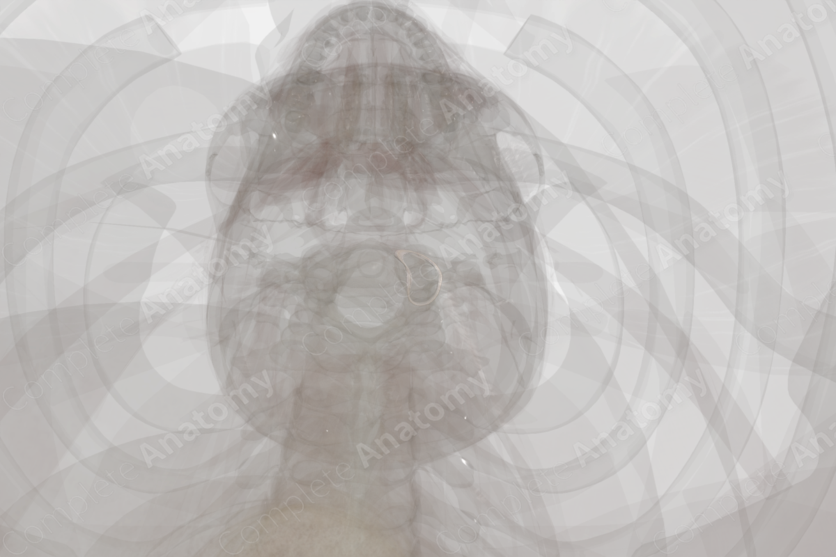 Articular Capsule of Atlantooccipital Joint (Left)