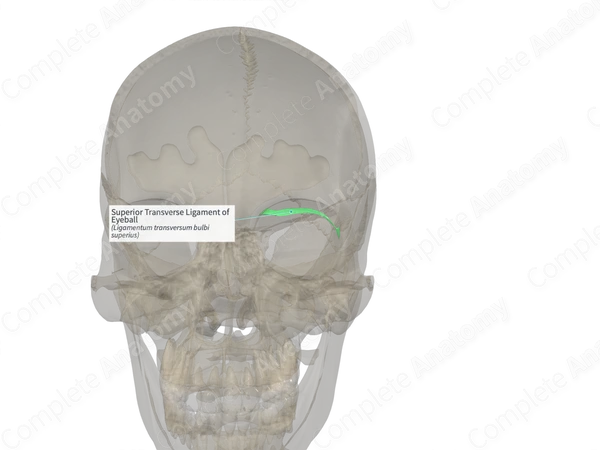 Superior Transverse Ligament of Eyeball (Left)