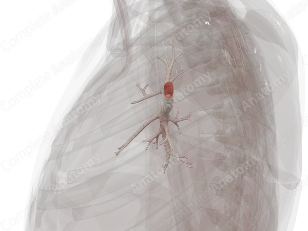 Bronchi of Right Lung