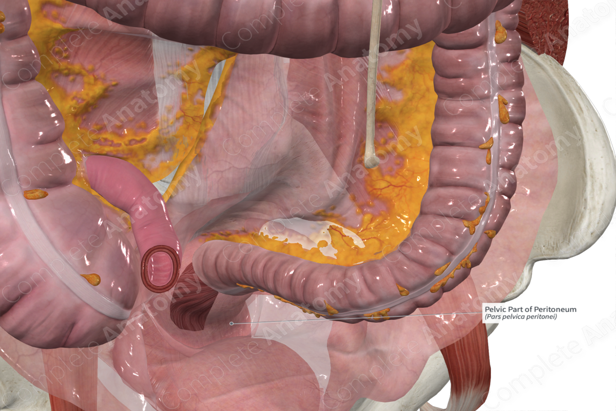 Pelvic Part of Peritoneum