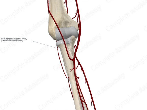 Recurrent Interosseous Artery